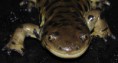/album/fauna/ambystoma-tigrinum-jpg/